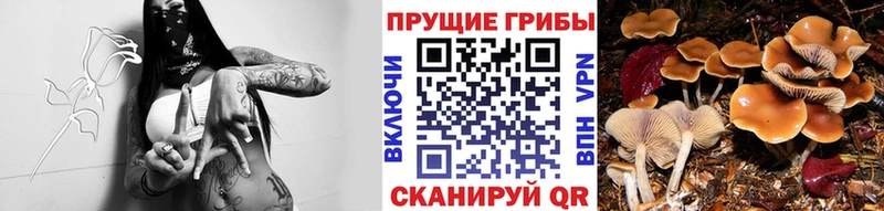 Купить закладки  Новоалександровск  Галлюциногенные грибы мухоморы 